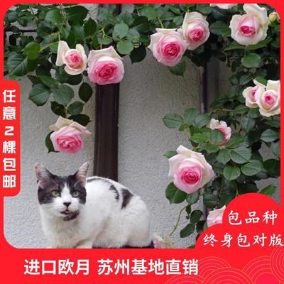 四季常青的芬芳之选 藤本月季蔷薇的室内外装饰艺术